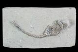 Crinoid (Macrocrinus) Fossil - Crawfordsville, Indiana #99924-1